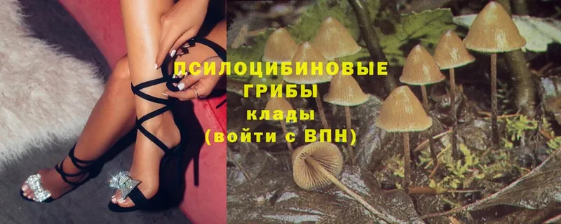 omg   дарнет шоп  Тетюши  Псилоцибиновые грибы Cubensis 